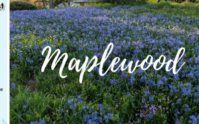 Maplewood with Cathy Scott