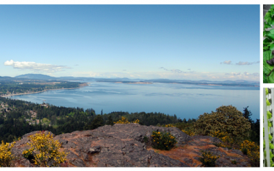 Cordova Bay with Tamara Knot