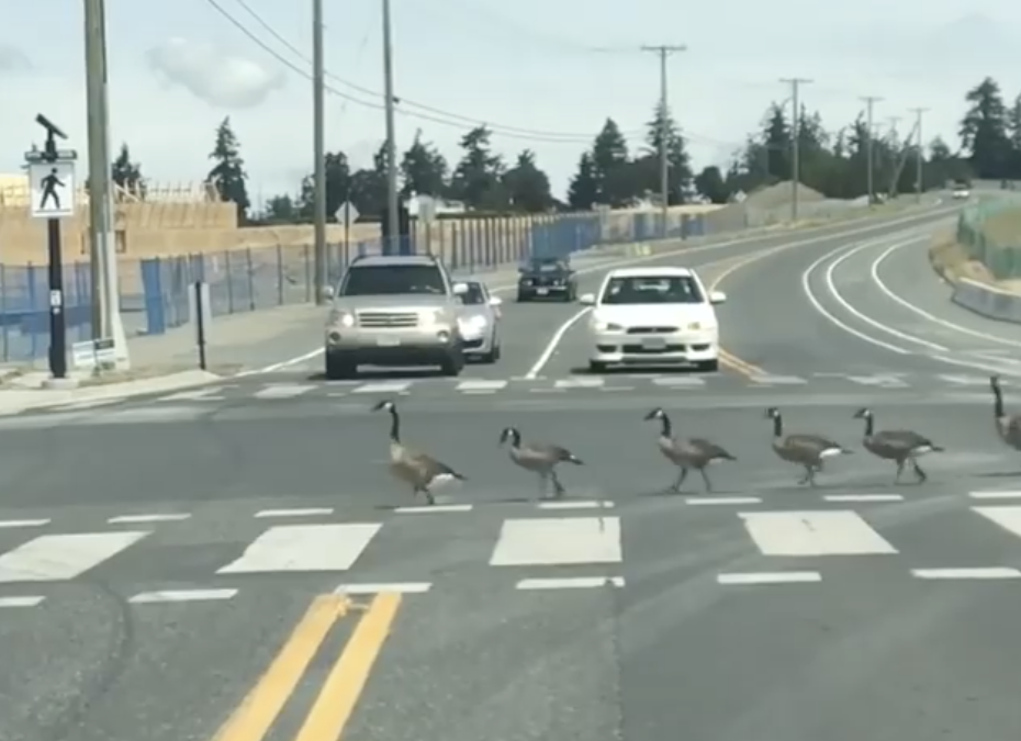 Geese Crossing