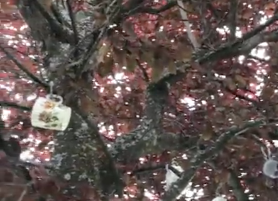 Tea Cups in Trees (James Bay)