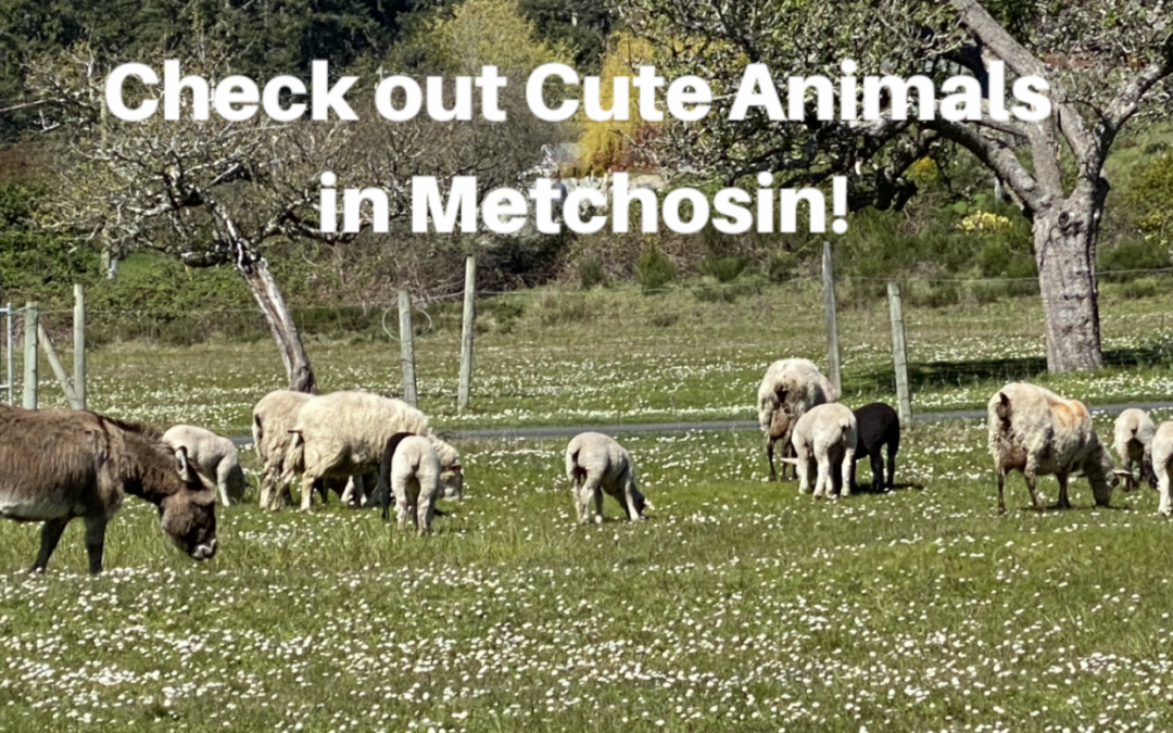 Check out Cute Animals in Metchosin BC!