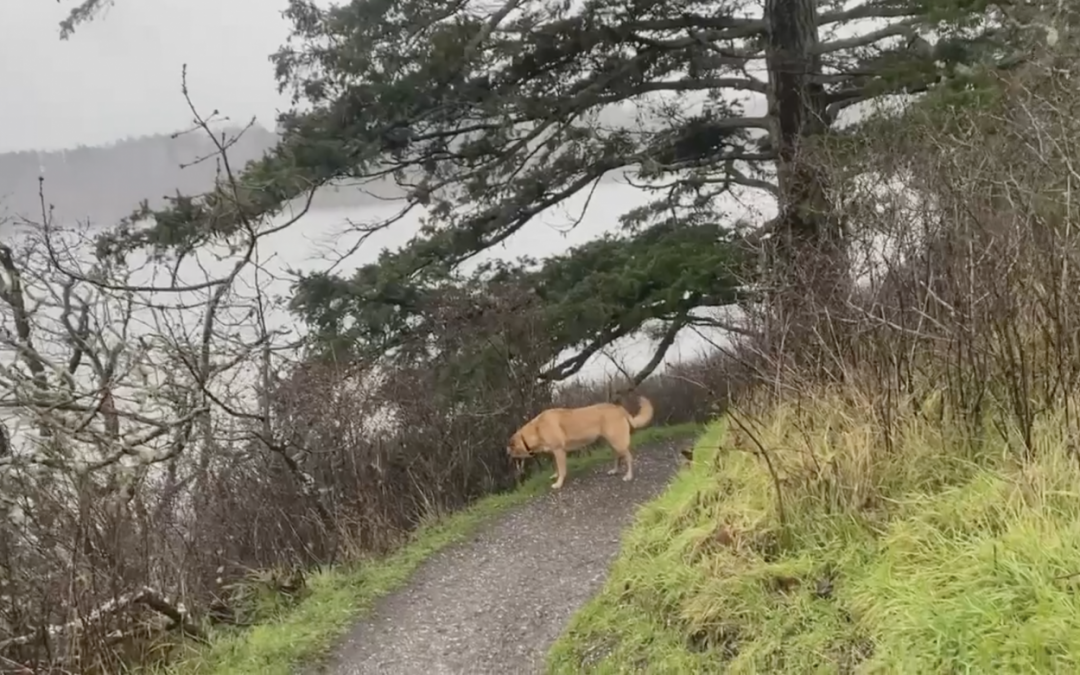 A walk in the park! Vancouver Island BC